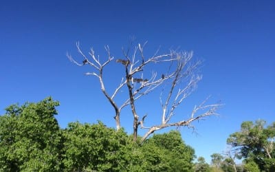 Buzzards waiting for death isn't always a long wait