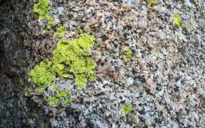 Lichens In Albuquerque Foothills